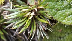 Celmisia laricifolia