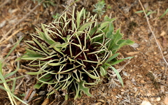 Brachystelma barberae