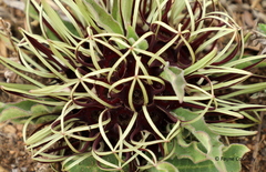 Brachystelma barberae