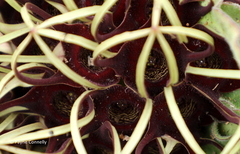 Brachystelma barberae