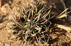 Brachystelma barberae