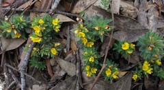 Pultenaea involucrata