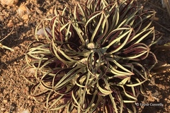 Brachystelma barberae