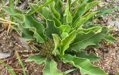 Brachystelma barberae