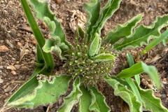 Brachystelma barberae