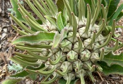 Brachystelma barberae