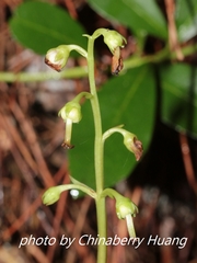 Pyrola japonica