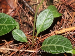 Pyrola japonica
