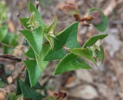 Pultenaea involucrata