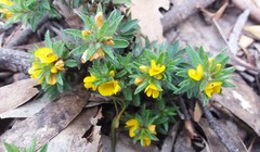 Pultenaea involucrata