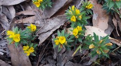 Pultenaea involucrata