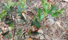 Pultenaea involucrata