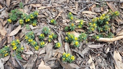 Pultenaea involucrata