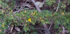 Pultenaea involucrata
