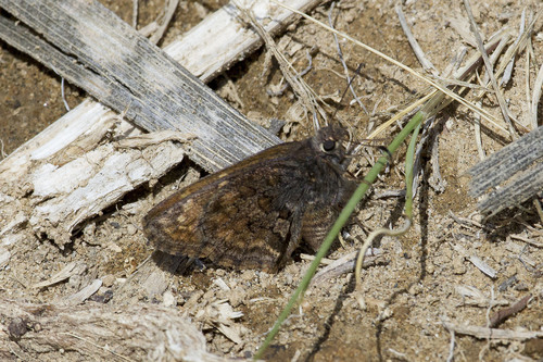 Codatractus valeriana