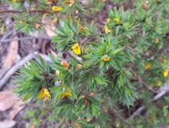 Pultenaea involucrata
