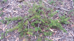 Pultenaea involucrata