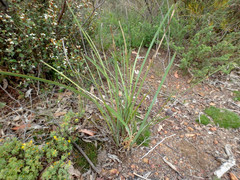 Lomandra multiflora dura