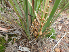 Lomandra multiflora dura