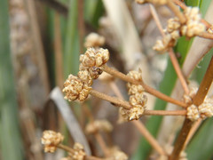 Lomandra multiflora dura