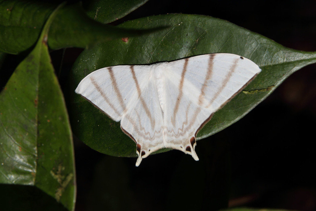 Therinia spinicauda