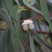 Eucalyptus haemastoma - Photo (c) Thomas Mesaglio,  זכויות יוצרים חלקיות (CC BY-NC), uploaded by Thomas Mesaglio