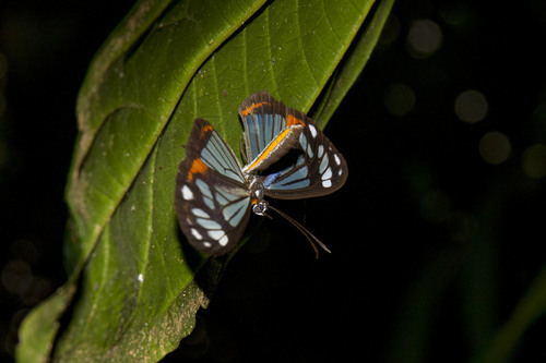 Stalachtis phaedusa