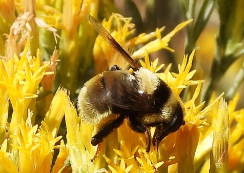 Unknown species found near Yakima County, WA, USA