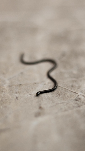 Epictia borapeliotes