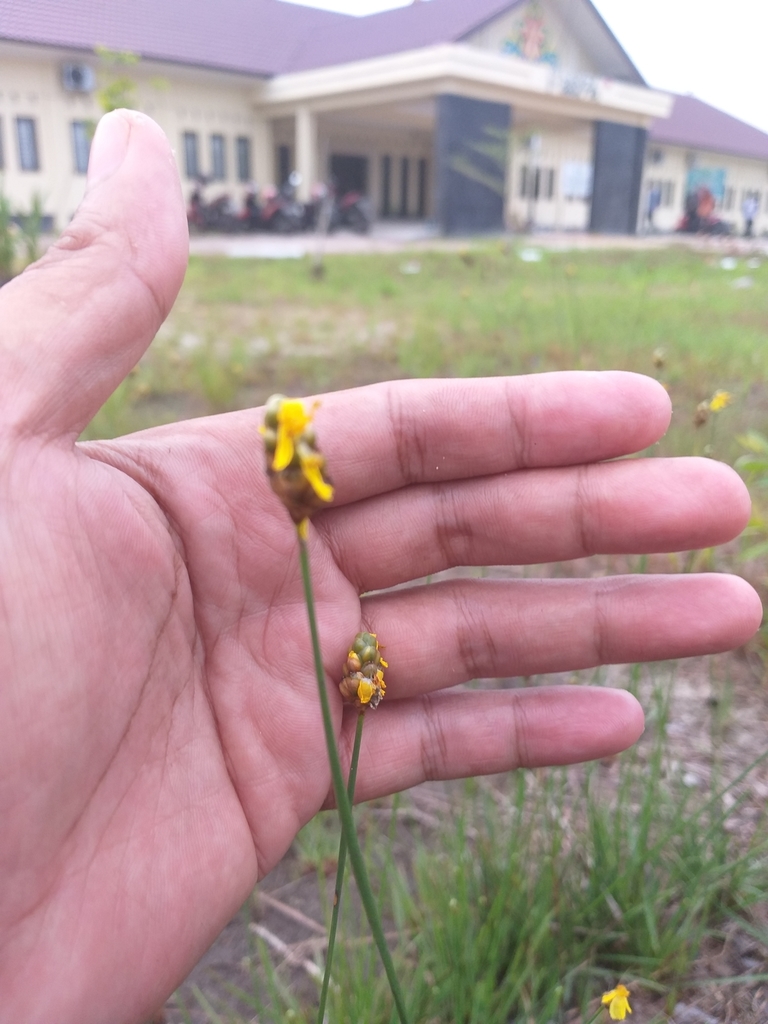 Hawai'i yelloweyed grass (Xyris complanata)
