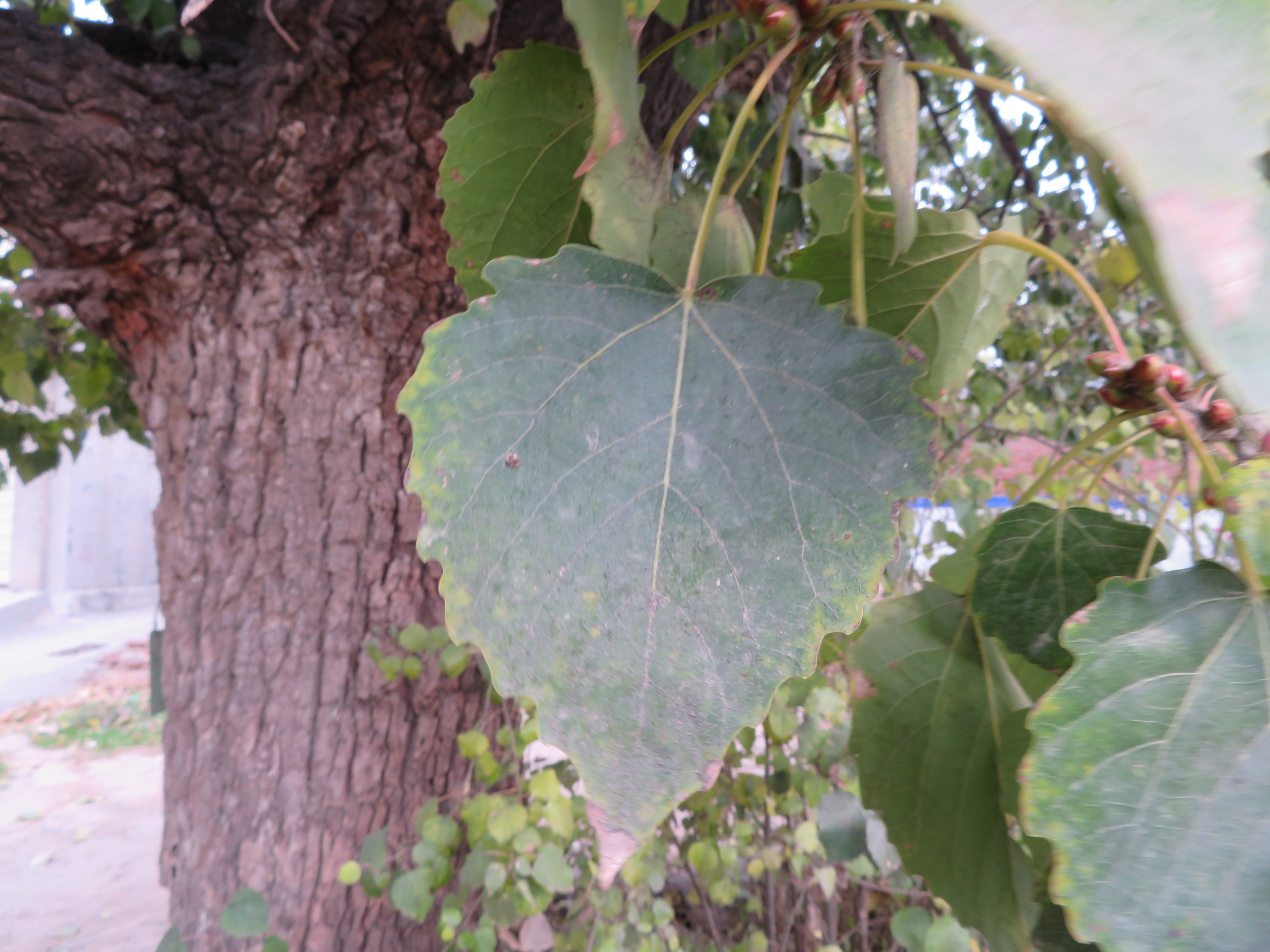 Populus X tomentosa