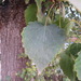 Populus × tomentosa - Photo (c) belvedere04,  זכויות יוצרים חלקיות (CC BY-NC), הועלה על ידי belvedere04