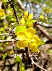 Ochna inermis