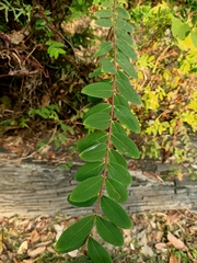 Hypericum geminiflorum