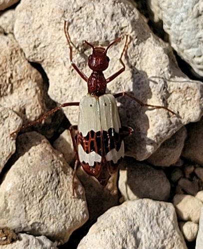 Pleuropasta reticulata