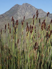 Elegia thyrsoidea