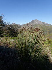 Elegia thyrsoidea