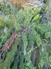 Thamnochortus cinereus