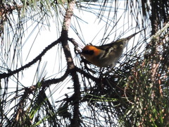 Peucedramus taeniatus