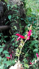 Salvia fulgens