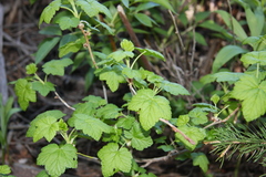 Ribes wolfii
