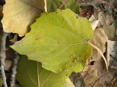 Populus tomentosa