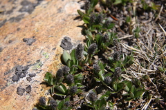 Salix petrophila