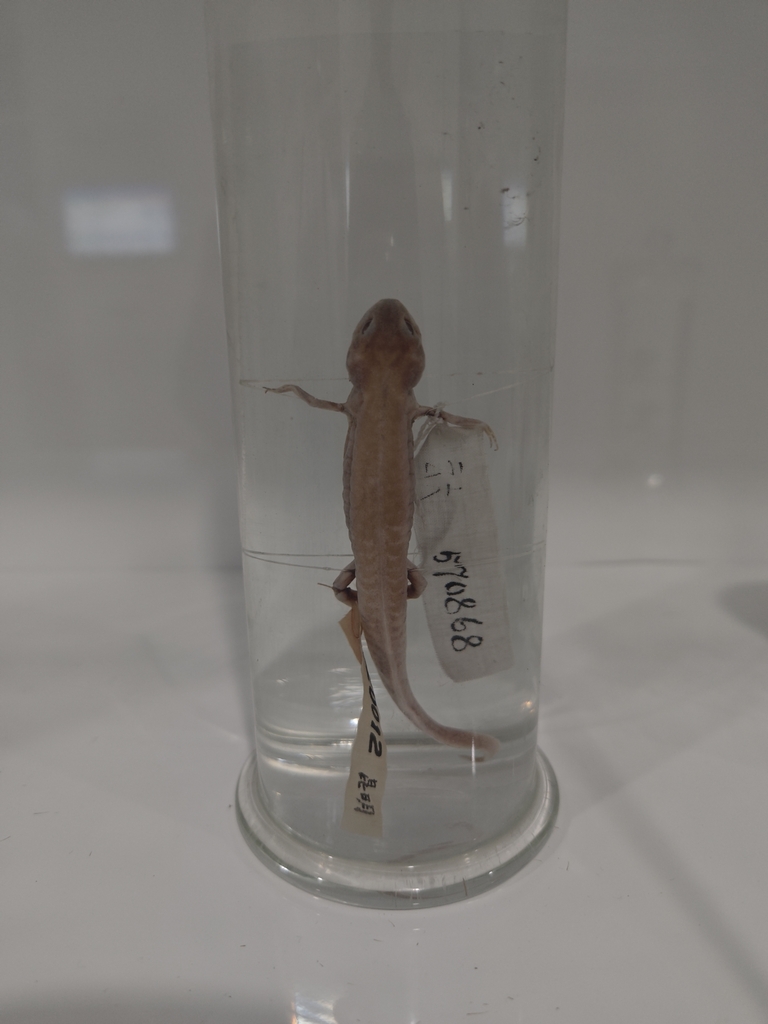 Kunming Lake Newt