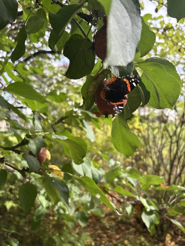 Red Admiral