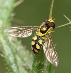 Allograpta calopoides