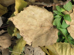 Populus tomentosa