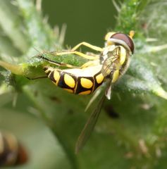Allograpta calopoides