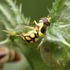 Allograpta calopoides
