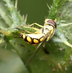 Allograpta calopoides